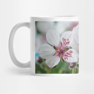 Erodium pelargoniiflorum  'Sweetheart'  Heron's bill  Stork's bill Mug